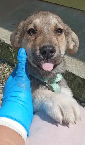 Husky-Mix 2 (geb. 02. 2025) im Tierheim in Bosnien sucht ein Zuhause Bild 5