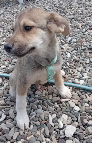 Husky-Mix 2 (geb. 02. 2025) im Tierheim in Bosnien sucht ein Zuhause Bild 3