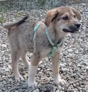Husky-Mix 2 (geb. 02. 2025) im Tierheim in Bosnien sucht ein Zuhause Bild 4