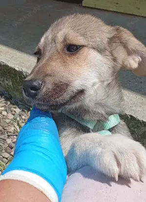 Husky-Mix 2 (geb. 02. 2025) im Tierheim in Bosnien sucht ein Zuhause Bild 9