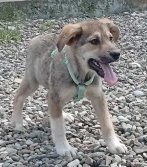 Husky-Mix 2 (geb. 02. 2025) im Tierheim in Bosnien sucht ein Zuhause