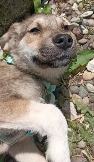 Husky-Mix 2 (geb. 02. 2025) im Tierheim in Bosnien sucht ein Zuhause Bild 2