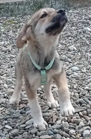Husky-Mix 2 (geb. 02. 2025) im Tierheim in Bosnien sucht ein Zuhause Bild 8