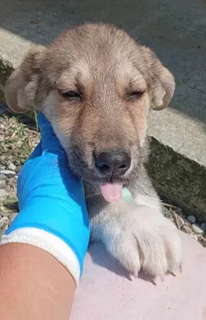 Husky-Mix 2 (geb. 02. 2025) im Tierheim in Bosnien sucht ein Zuhause Bild 10