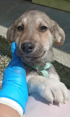 Husky-Mix 2 (geb. 02. 2025) im Tierheim in Bosnien sucht ein Zuhause Bild 7