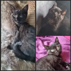 3 Süße Maine Coon Kitten