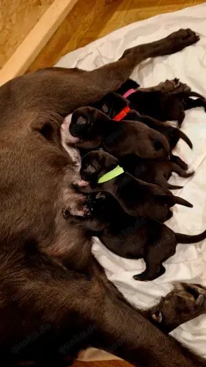 Schwarze  Labrador Welpen mit Ahnentafel Bild 4
