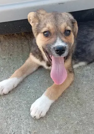 Husky-Mix 3 (geb. 02. 2025) im Tierheim in Bosnien sucht ein Zuhause