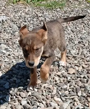 Husky-Mix 5 (geb. 02. 2025) im Tierheim in Bosnien sucht ein Zuhause