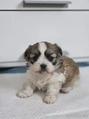 ShihTzu Reinrassig 