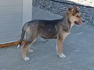 Husky-Mix 7 (geb. 02.2025) lebt im Tierheim in Bosnien und sucht ein Zuhause