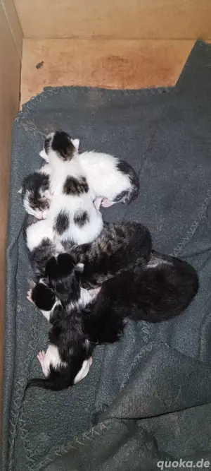 Persermix Kitten Katzenbabys 
