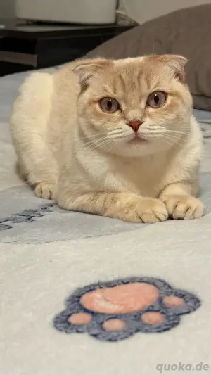 Haus katze 