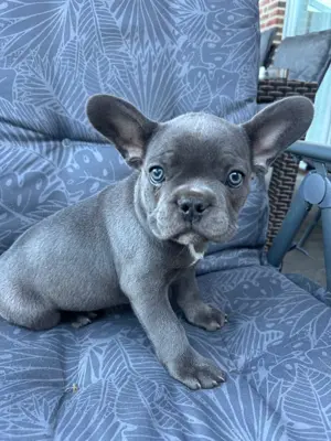 Französische Bulldogge Welpen mit Nase 