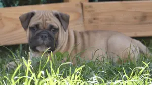  English Bulldoggenwelpen freiatmig  mit Ahnentafel  Bild 5