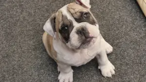  English Bulldoggenwelpen freiatmig  mit Ahnentafel  Bild 3