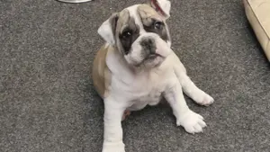  English Bulldoggenwelpen freiatmig  mit Ahnentafel  Bild 4