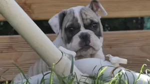  English Bulldoggenwelpen freiatmig  mit Ahnentafel  Bild 2