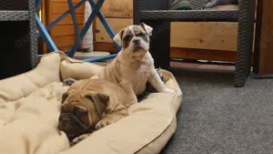  English Bulldoggenwelpen freiatmig  mit Ahnentafel  Bild 6