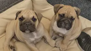  English Bulldoggenwelpen alternative mit Ahnentafel (dürfen ausziehen ) 