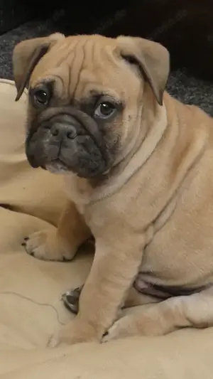  English Bulldoggenwelpen freiatmig  mit Ahnentafel  Bild 7