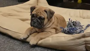  English Bulldoggenwelpen freiatmig  mit Ahnentafel  Bild 8