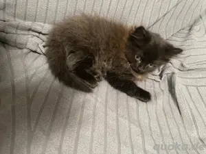 weibliche Katze