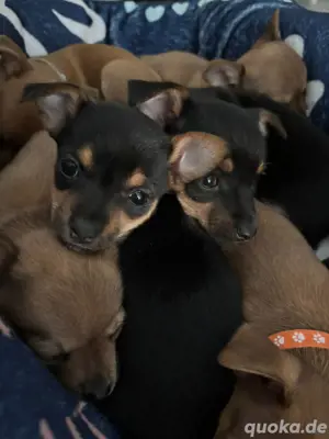 Chihuahua langhaar mix welpen noch 1 mädel darf ab sofort in ihre neue familie 