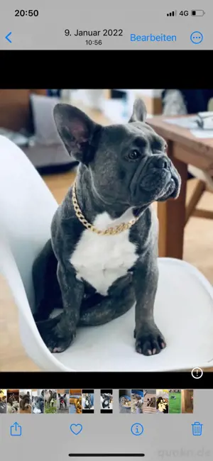 Französische Bulldogge Deckrüde Bild 2