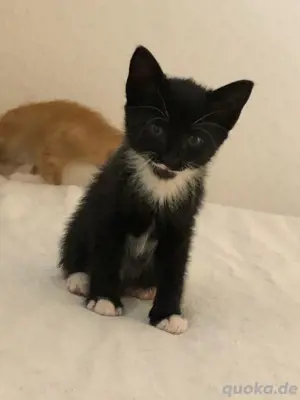 Kleiner katze schwarz weißt 