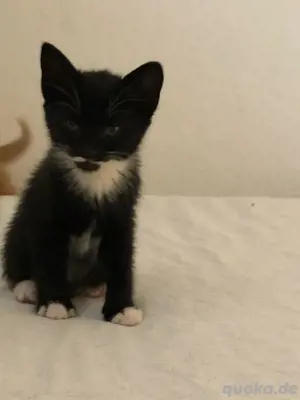 katze verkaufen 