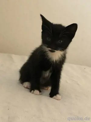 Katze verkaufen 