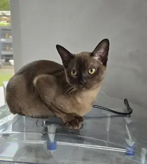 Deckkater Burma