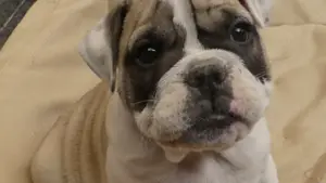 English Bulldoggenwelpen freiatmig  mit Ahnentafel  Bild 9