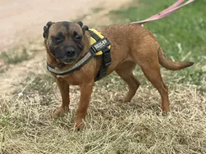 Tracy - arme Maus aus schlechter Haltung sucht liebes Zuhause