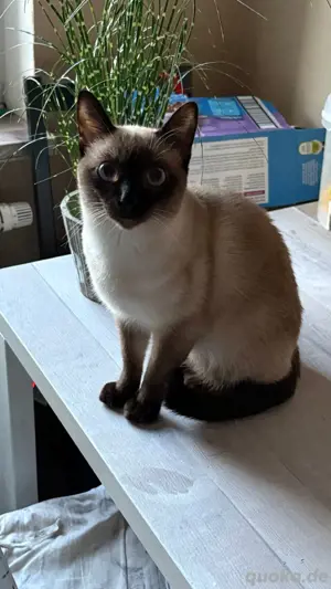 Siam Deckkater 