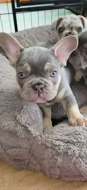 Französische bulldogge 