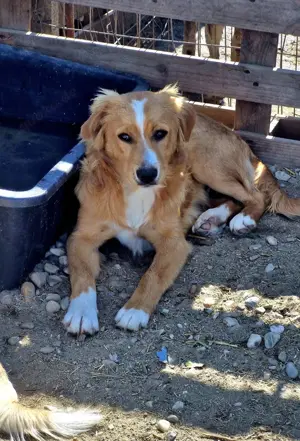 Mister X, ein freundlicher Kerl ,wartet auf Adoption