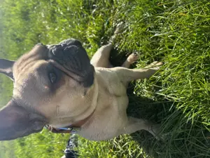 Französische Bulldogge Deckrüde