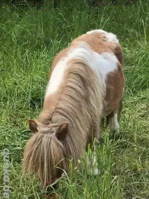 niedliche miniponystute