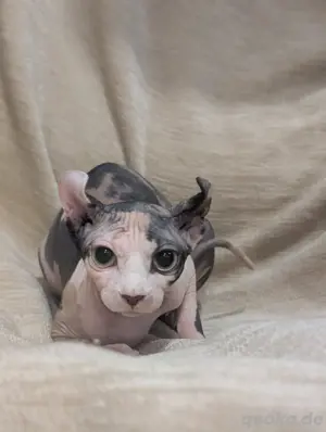 Wunderschöne Sphynx in Calico