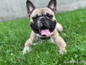 Deckrüde   Französische Bulldogge in München (3 Jahre, reinrassig)