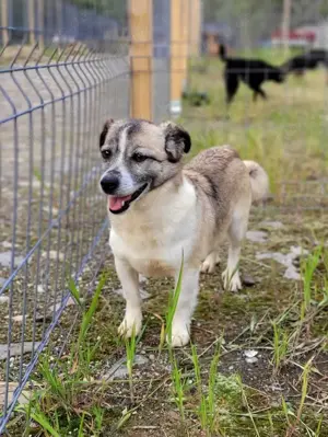 Chica, Gnadenplatz gesucht, älteres Mädchen, mag Menschen, aber keine Artgenossen im Haushalt