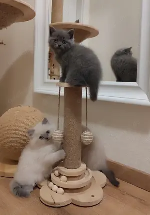 BKH Kitten 