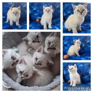 5 süße BKH Britisch Kurzhaar Kitten 