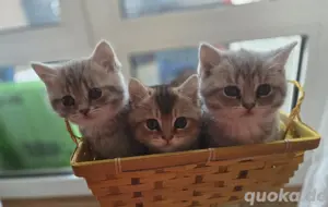 Liebevolle Britisch Kurzhaar Kitten suchen ein Zuhause 3 noch frei