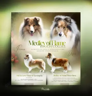 Wir erwarten Collie Welpen in sable und tricolour Anfang Juni - Begleiten Sie uns von Anfang an!