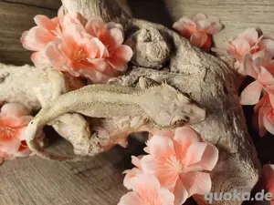 axanthic kronengeckos Männchen adult 
