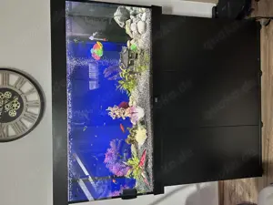 Komplettes Aquarium mit Fischen & Zubehör 