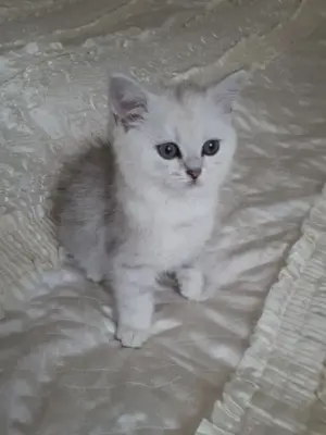 Wunderschöne BKH Kitten (männl.) mit Stammbaum  Abholbereit